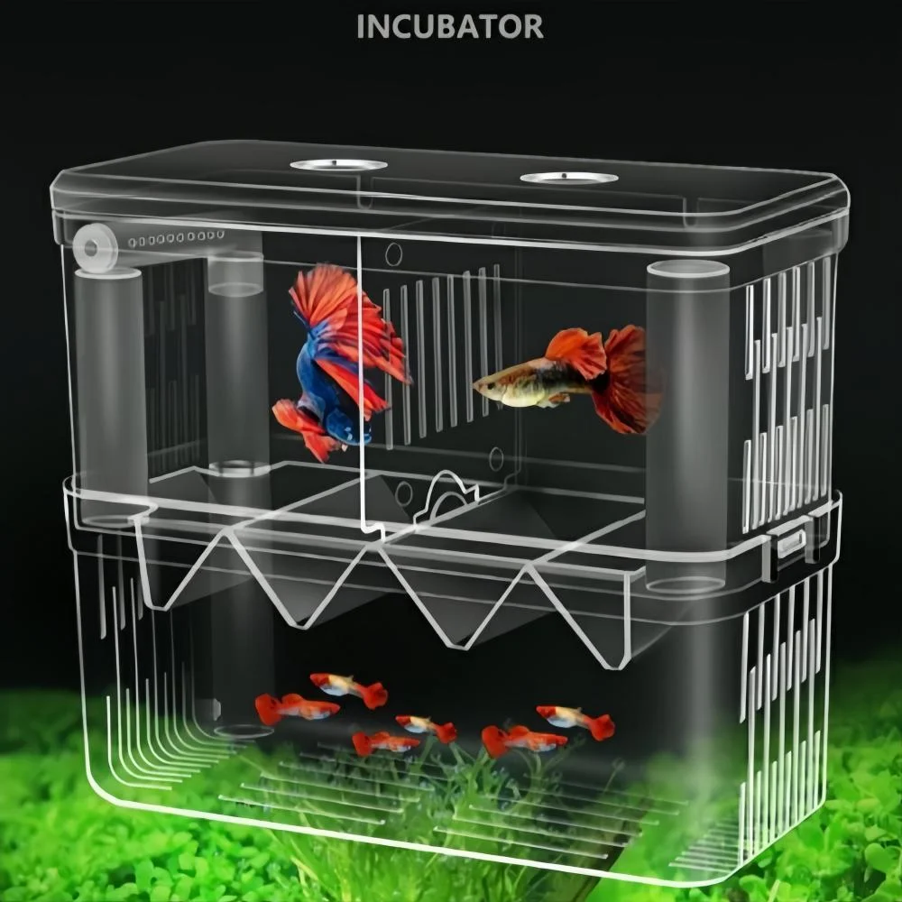 Clear acrylic aquarium fish breeding incubator box with double layers isolating pregnant guppy and newborn fry