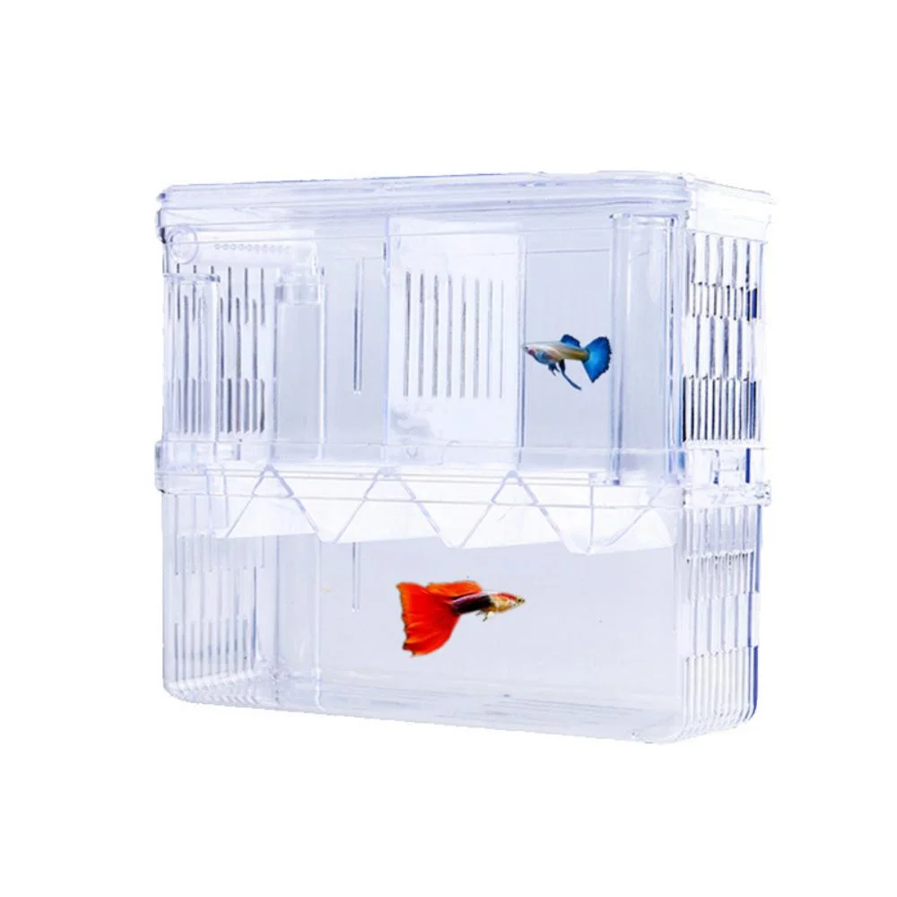 Clear acrylic double-layer aquarium fish isolation box with betta and guppy fish for breeding
